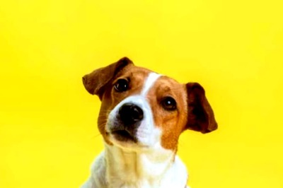 Essential Tips for Keeping Your Dog Happy and Healthy: Insights from Pet Wellness Experts