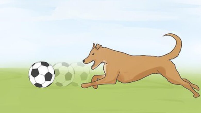 How to Treat Heart Failure in Dogs