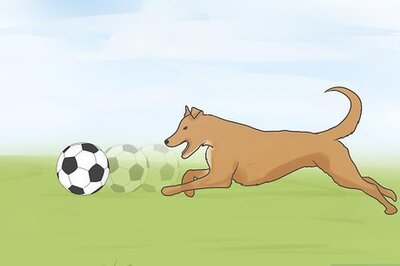 How to Treat Heart Failure in Dogs