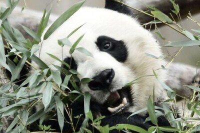 'A good day': Giant panda's pregnancy brings cheer to U.S. National Zoo