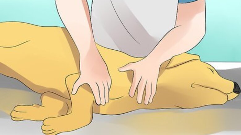 How to Deal with Severe Motion Sickness in Dogs