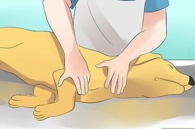 How to Deal with Severe Motion Sickness in Dogs