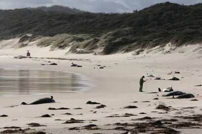 Seven Stranded Whales Found Dead on Indonesian Beach