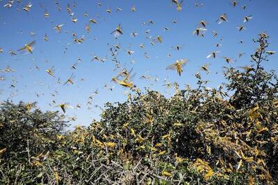Locust Control Operations Done so Far in Over 5.22 Lakh Hectares Area in 10 States