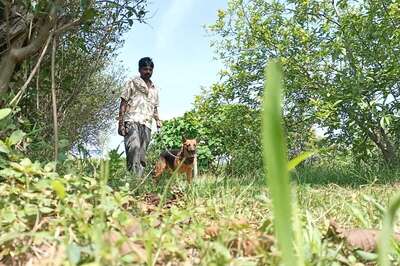 Security for Netas & Celebs Passe, Rare Variety Mangoes in MP Get Special Cover