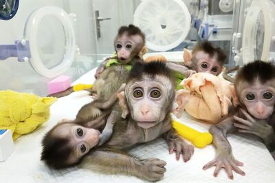 Antiviral Drug Remdevisir Prevents Lung Disease in Macaques With Coronavirus, Shows Study