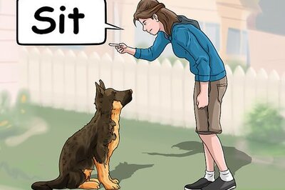 How to Keep a Dog from Chasing Horses