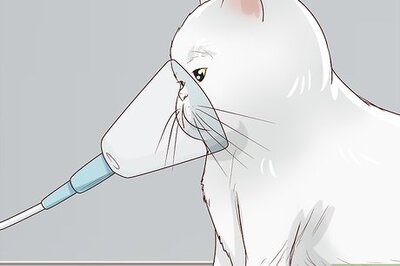 How to Handle Brachycephalic Airway Syndrome in Cats