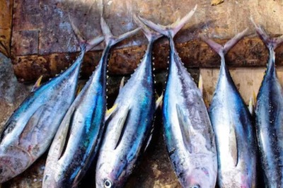 Lajamanu, The Arid Australian Town Where It Doesn't Stop Raining Fish