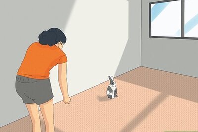 How to Pet a Rabbit