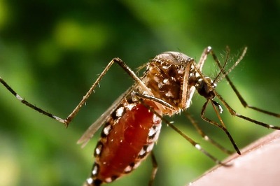 Zika Virus: One Suspected Death In Karnataka, Here Are Precautions You Should Take To Keep Disease At Bay