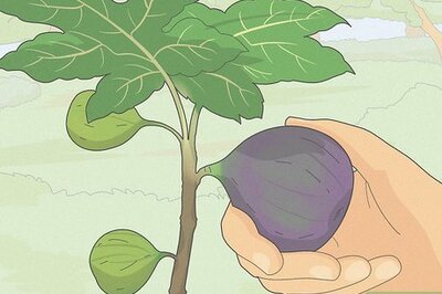 The Best Ways to Eat Figs (Plus, How to Wash & Prepare Them)