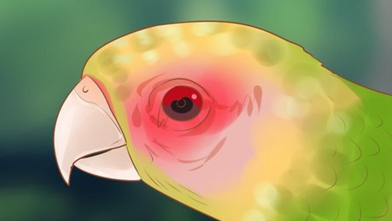How to Treat Chlamydiosis in Lories and Lorikeets