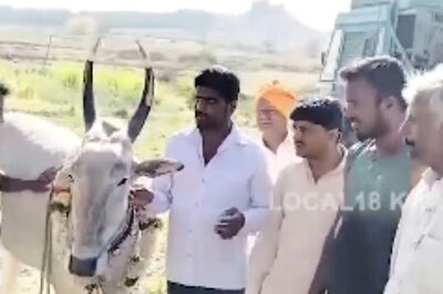 Meet Sharanya, The Bull Who Locates Borewell Points In Chikkamagaluru