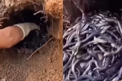 Colorado Woman Discovers House Infested With Snakes, Enlists Wrangler For Removal