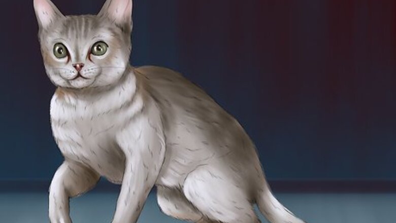 How to Identify a Singapura Cat