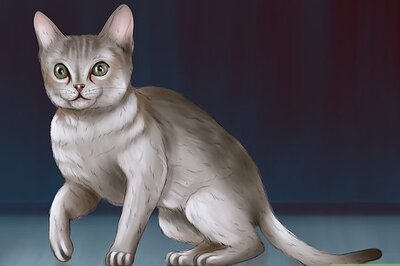 How to Identify a Singapura Cat