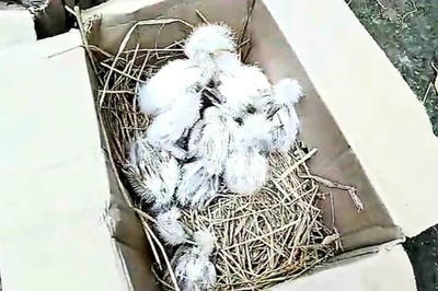 Over 250 Cattle Egrets Killed in Assam After Order Claims Their Droppings Behind Covid Spread