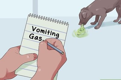 How to Treat Digestive Problems in a Dog You Just Adopted