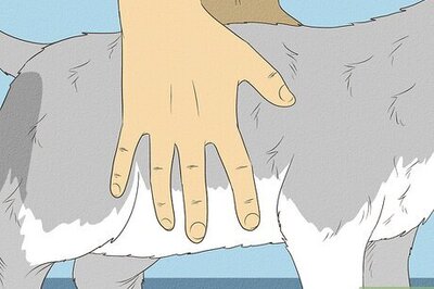 How to Assess Your Cat's Weight