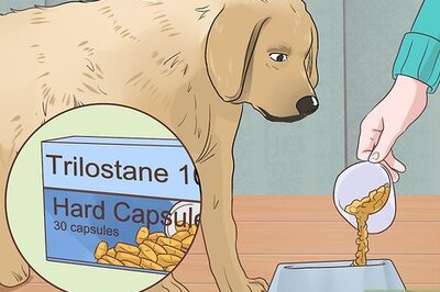How to Treat a Dog with Cushing's Disease