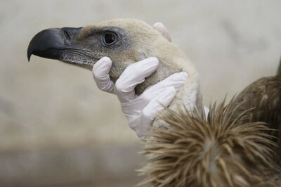 Gay Vulture Couple Adopts Egg in German Zoo