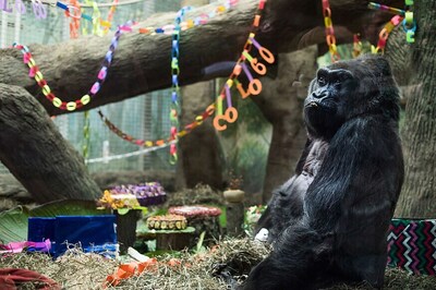 Happy Birthday to Colo: Oldest Gorilla in US Turns 60