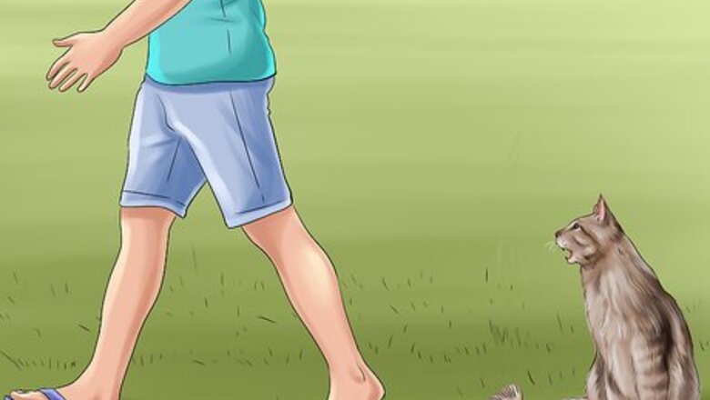 How to Respond to Redirected Aggression in Cats