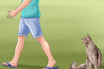How to Respond to Redirected Aggression in Cats