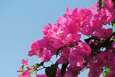 Delhiites Share Beautiful Images of Bougainvillea as City Blooms With the Pink Flower