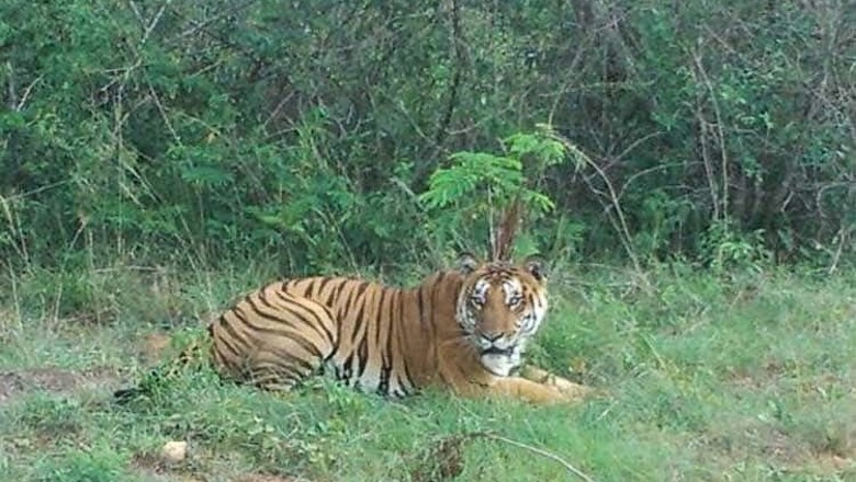 Injured Tiger Rescued, Shifted to Sanjay Tiger Reserve in MP