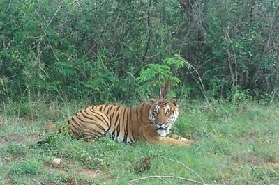 Injured Tiger Rescued, Shifted to Sanjay Tiger Reserve in MP