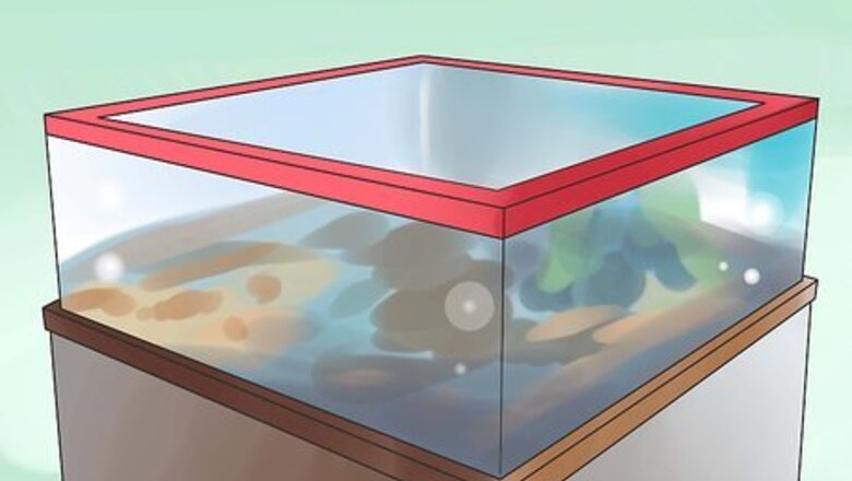 How to Take Care of Tiger Salamanders