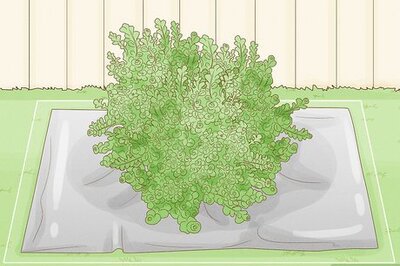 How to Clean Up After Trimming Hedges