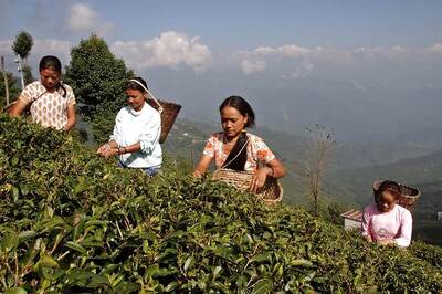 Darjeeling Witnesses First Shutdown over Higher Bonus for Tea Garden Workers after 104-Day Stir in 2017