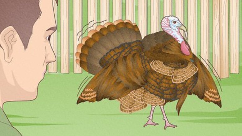 How to Have Healthy Relationships with Animals