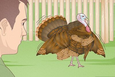 How to Have Healthy Relationships with Animals