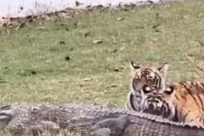In Rare Video, Tigress And Cubs Hunt Crocodile At Ranthambore National Park