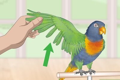 How to Treat Psittacine Beak and Feather Disease in Lories and Lorikeets