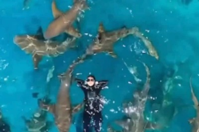 Watch: Woman Conquers Her Fear Of Sharks By Swimming With Them