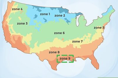 How to Plant a Mango Seed