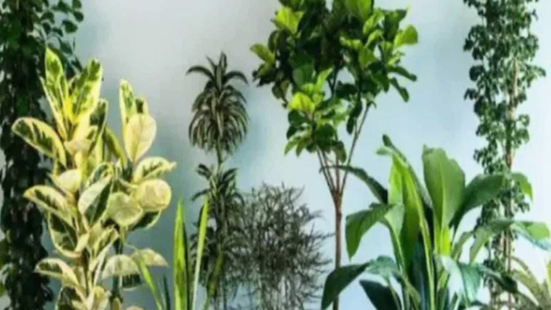 Mother’s Day 2022: Amazing Gift Ideas to Thank Your Pillar of Support