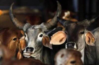 Sri Lanka May Soon Ban Cow Slaughter, PM Rajapaksa's Party Approves Proposal