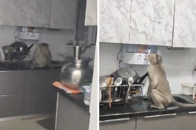 Bengaluru Water Crisis: Monkeys Enter House To ‘Quench Their Thirst’