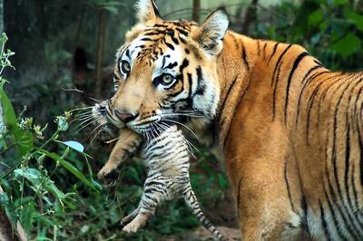 Tigers Spotted for First Time in Madhya Pradesh's Kheoni Wildlife Sanctuary