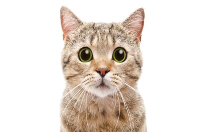 Is Your Cat Dehydrated? 5 Subtle Signs They Need More Water