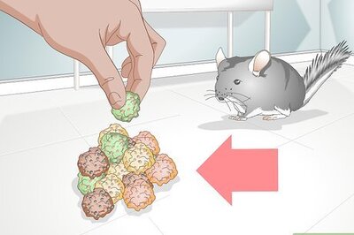 How to Train a Chinchilla