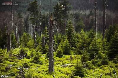 Greenpeace hopes for draft plan to protect wildlife, forests
