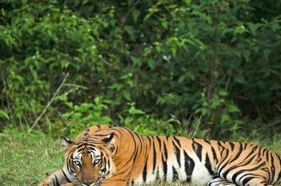 Tiger Population In India: The Battle to Save Tigers Still Continues
