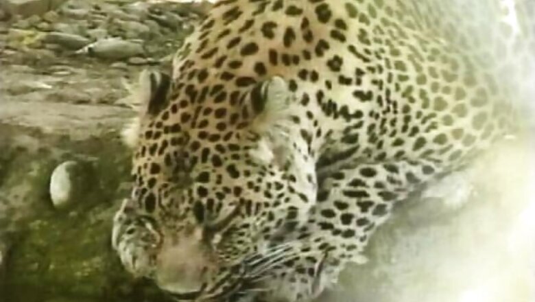 Leopard stuck under IAF runway for 11 days